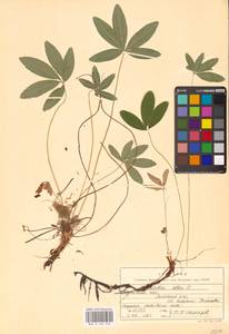 Potentilla alba L., Eastern Europe, Central region (E4) (Russia)