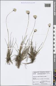 Eriophorum callitrix Cham. ex C.A.Mey., Siberia, Central Siberia (S3) (Russia)