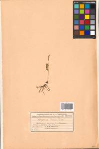 Botrychium lunaria (L.) Sw., Eastern Europe, Moscow region (E4a) (Russia)