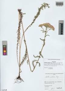 Achillea asiatica Serg., Siberia, Altai & Sayany Mountains (S2) (Russia)