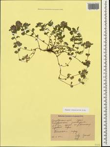 Thymus nummularius M.Bieb., Caucasus, Stavropol Krai, Karachay-Cherkessia & Kabardino-Balkaria (K1b) (Russia)