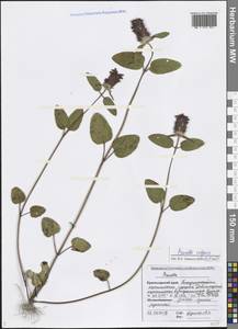 Prunella vulgaris L., Caucasus, Black Sea Shore (from Novorossiysk to Adler) (K3) (Russia)