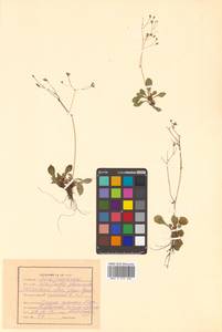 Micranthes staminosa (Schlothg. & Vorosch.) Tkach, Siberia, Russian Far East (S6) (Russia)