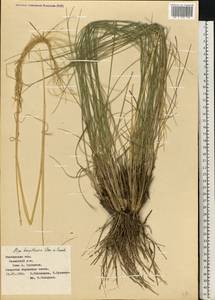 Stipa borysthenica Klokov ex Prokudin, Eastern Europe, Rostov Oblast (E12a) (Russia)