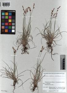 KUZ 002 325, Carex supina Willd. ex Wahlenb., Siberia, Altai & Sayany Mountains (S2) (Russia)