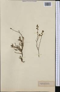 Limonium suffruticosum (L.) Kuntze, Western Europe (EUR) (Not classified)