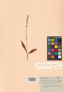 Herminium monorchis (L.) R.Br., Siberia, Russian Far East (S6) (Russia)
