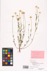 Anthemis arvensis L., Eastern Europe, Western region (E3) (Russia)