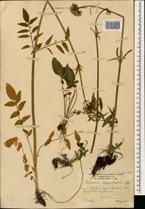 Valeriana sisymbriifolia Vahl, Caucasus, South Ossetia (K4b) (South Ossetia)