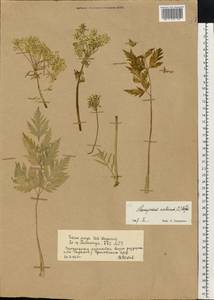 Pleurospermum austriacum (L.) Hoffm., Eastern Europe, Northern region (E1) (Russia)