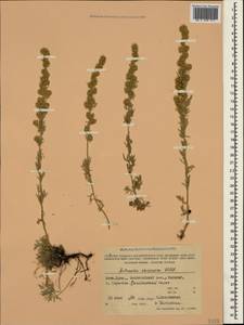 Artemisia alpina Pall. ex Willd., Crimea (KRYM) (Russia)