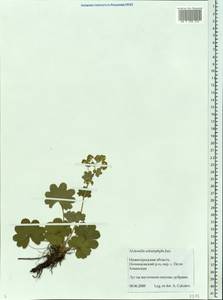 Alchemilla schistophylla Juz., Eastern Europe, Volga-Kama region (E7) (Russia)
