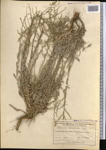 Artemisia schrenkiana Ledeb., Middle Asia, Muyunkumy, Balkhash & Betpak-Dala (M9) (Kazakhstan)