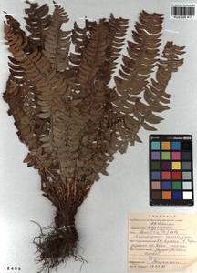 Polystichum lonchitis (L.) Roth, Siberia, Altai & Sayany Mountains (S2) (Russia)