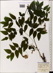 Vicia crocea (Desf.)Fritsch, Caucasus, Krasnodar Krai & Adygea (K1a) (Russia)