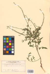 Sisymbrium officinale (L.) Scop., Eastern Europe, Moscow region (E4a) (Russia)