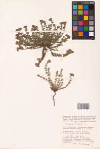 Frankenia hirsuta L., Middle Asia, Caspian Ustyurt & Northern Aralia (M8) (Kazakhstan)