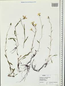 Saxifraga hirculus L., Eastern Europe, Northern region (E1) (Russia)