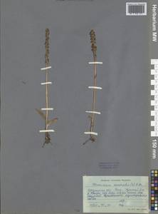 Herminium monorchis (L.) R.Br., Siberia, Baikal & Transbaikal region (S4) (Russia)