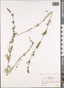 Galium ruthenicum Willd., Eastern Europe, Middle Volga region (E8) (Russia)