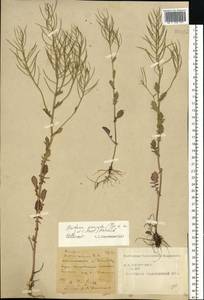 Barbarea vulgaris W. T. Aiton, Eastern Europe, Central forest-and-steppe region (E6) (Russia)