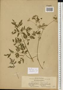 Conium maculatum L., Eastern Europe, Moscow region (E4a) (Russia)