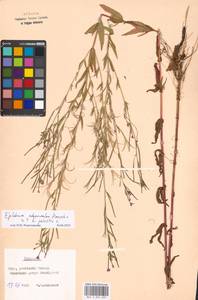 Epilobium adenocaulon × palustre, Eastern Europe, Moscow region (E4a) (Russia)