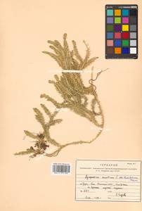 Spinulum annotinum subsp. annotinum, Siberia, Russian Far East (S6) (Russia)