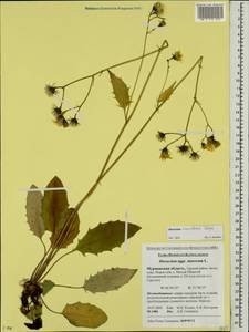 Hieracium macrocladum Schljakov, Eastern Europe, Northern region (E1) (Russia)