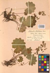 Alchemilla leiophylla Juz., Eastern Europe, Eastern region (E10) (Russia)