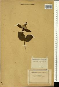 Clematis integrifolia L., Caucasus (no precise locality) (K0)