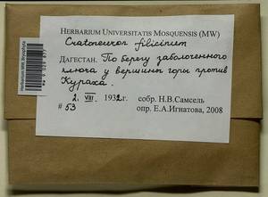 Cratoneuron filicinum (Hedw.) Spruce, Bryophytes, Bryophytes - North Caucasus & Ciscaucasia (B12) (Russia)