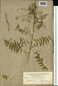 Sisymbrium altissimum L., Eastern Europe, Lower Volga region (E9) (Russia)