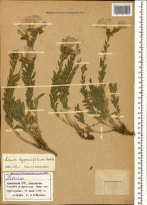 Linum hypericifolium Salisb., Caucasus, Armenia (K5) (Armenia)