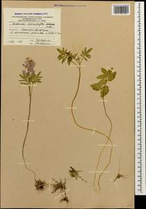 Cardamine abchasica Govaerts, Caucasus, South Ossetia (K4b) (South Ossetia)