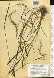 Elymus sibiricus L., Siberia, Central Siberia (S3) (Russia)