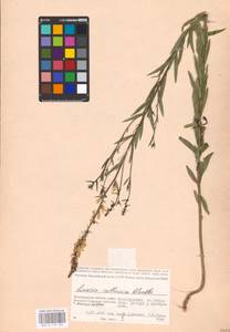 MHA 0 159 400, Linaria biebersteinii Besser, Eastern Europe, Lower Volga region (E9) (Russia)