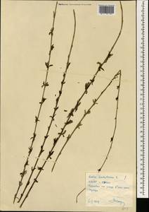 Salix babylonica L., South Asia, South Asia (Asia outside ex-Soviet states and Mongolia) (ASIA) (North Korea)