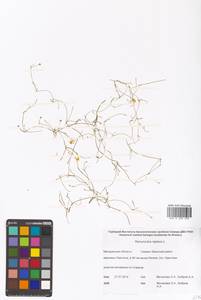 Ranunculus reptans L., Siberia, Chukotka & Kamchatka (S7) (Russia)