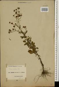 Jacobaea erratica (Bertol.) Fourr., Caucasus, Black Sea Shore (from Novorossiysk to Adler) (K3) (Russia)