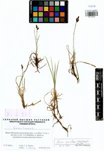 Carex rariflora (Wahlenb.) Sm., Siberia, Western Siberia (S1) (Russia)