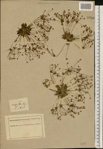 Androsace elongata L., Eastern Europe, South Ukrainian region (E12) (Ukraine)