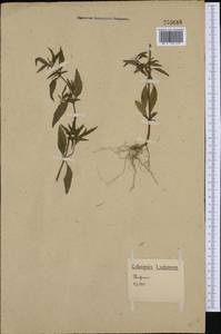 Galeopsis ladanum L., Western Europe (EUR) (Germany)