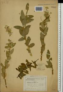 Euphorbia agraria M.Bieb., Eastern Europe, South Ukrainian region (E12) (Ukraine)