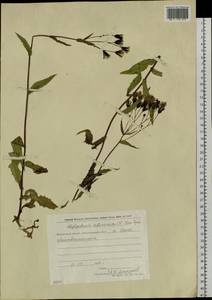 Lactuca sibirica (L.) Benth. ex Maxim., Siberia, Chukotka & Kamchatka (S7) (Russia)