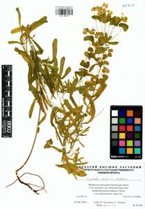 Euphorbia dahurica Peschkova, Siberia, Baikal & Transbaikal region (S4) (Russia)