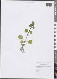 Lamium purpureum L., Eastern Europe, Eastern region (E10) (Russia)