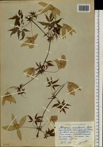 Clematis sibirica (L.) Mill., Siberia, Baikal & Transbaikal region (S4) (Russia)