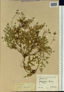 Erodium, Siberia, Baikal & Transbaikal region (S4) (Russia)