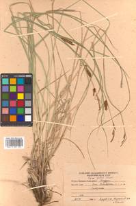 Carex gotoi Ohwi, Siberia, Russian Far East (S6) (Russia)